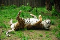 tiger laying on a back on a green grass Royalty Free Stock Photo