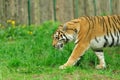 tiger walking on the green grass Royalty Free Stock Photo