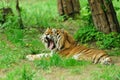 Roaring tiger laying on a green grass in the forest Royalty Free Stock Photo