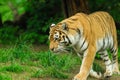 tiger walking in the forest Royalty Free Stock Photo