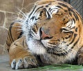 Tiger grimaces Royalty Free Stock Photo