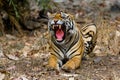 Tiger grinned lying in the park among dry leaves, Amur tiger