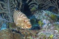 Tiger Grouper Royalty Free Stock Photo