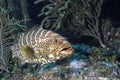 Tiger Grouper Royalty Free Stock Photo