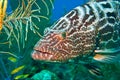 Tiger grouper Royalty Free Stock Photo
