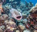 Tiger grouper (Mycteroperca tigris) Royalty Free Stock Photo