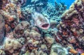 Tiger grouper (Mycteroperca tigris)