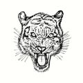 Tiger growling muzzle front view. Ink black and white drawing Royalty Free Stock Photo