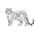 Tiger hand drawn illustartion vector