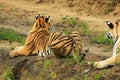 Siberian tiger have a rest