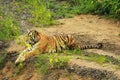 Siberian tiger have a rest