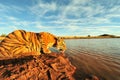 Tiger having a drink Royalty Free Stock Photo