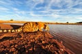 Tiger having a drink Royalty Free Stock Photo