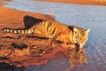 Tiger having a drink Royalty Free Stock Photo