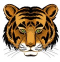 Tiger head Royalty Free Stock Photo