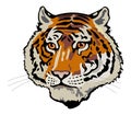 Tiger head Royalty Free Stock Photo