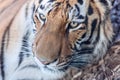 Tiger head close-up Royalty Free Stock Photo