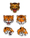 Tiger Head Collection