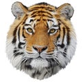 Tiger head hand draw and paint color on white background vector Royalty Free Stock Photo