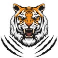 Tiger head illustration Royalty Free Stock Photo