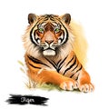 Tiger head isolated on white background digital art illustration. Wildlife safari animal, symbol of chinese horoscope, portrait of
