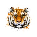 Tiger head portrait from a splash of watercolor, colored drawing, realistic Royalty Free Stock Photo