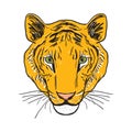 Tiger head Sketch drawing. Black contour on a white background. Vector Royalty Free Stock Photo