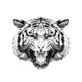 Tiger head sketch vector