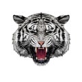 Tiger head sketch vector