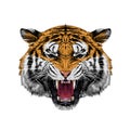 Tiger head sketch vector Royalty Free Stock Photo