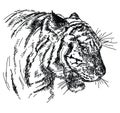 Tiger head vector hand drawing illustration Royalty Free Stock Photo