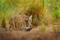 Tiger hidden in lake grass. Indian tiger with first rain, wild danger animal in the nature habitat, Ranthambore, India. Big cat, e