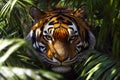 A tiger hidden in the shadow of a bush staring at its prey Royalty Free Stock Photo