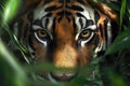 A tiger hidden in the shadow of a jungle bush, staring at its prey Royalty Free Stock Photo