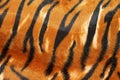 Tiger hide Royalty Free Stock Photo