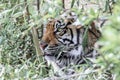 A tiger hide behind plants Royalty Free Stock Photo