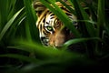 a tiger hiding in the grass