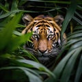 a tiger hiding in the leaves