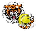 Tiger Holding Tennis Ball Breaking Background