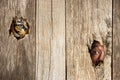 Tiger and human eye in wooden hole Royalty Free Stock Photo