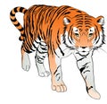 Tiger, illustration