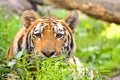 Tiger with intense look Royalty Free Stock Photo