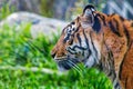 Tiger with an intense look Royalty Free Stock Photo