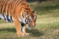 Tiger intense stare Royalty Free Stock Photo