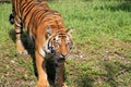 Tiger intense stare and open mouth Royalty Free Stock Photo