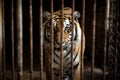 Tiger in iron cage