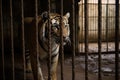 Tiger in iron cage