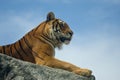 Tiger in Isle of Wight Zoo