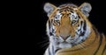 tiger isolated on black background - Siberian tiger, Amur tiger Royalty Free Stock Photo