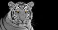 Tiger isolated on black background - Siberian tiger, Amur tiger Royalty Free Stock Photo